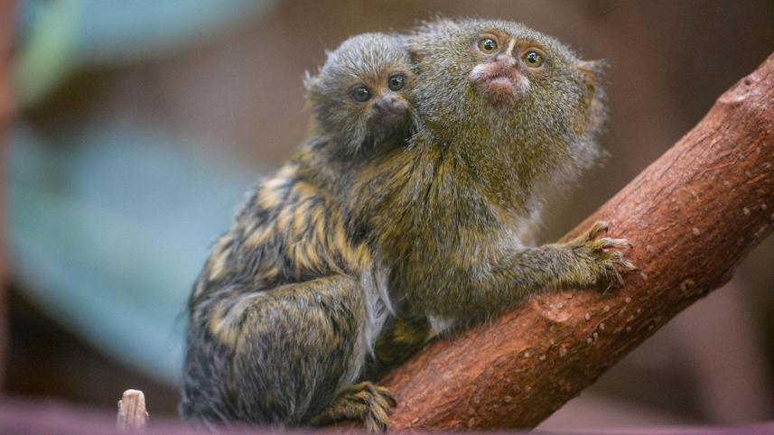 Tiny-monkey.jpg