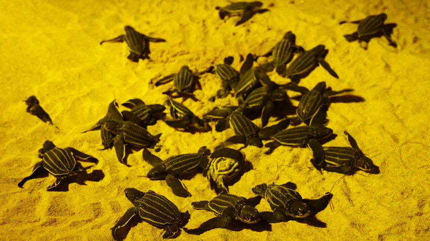 turtle_2.jpg