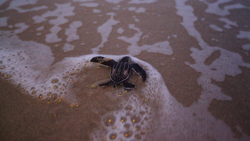 turtle_3.jpg