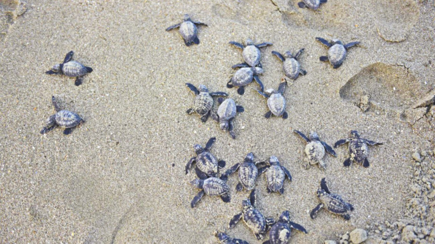 Turtles