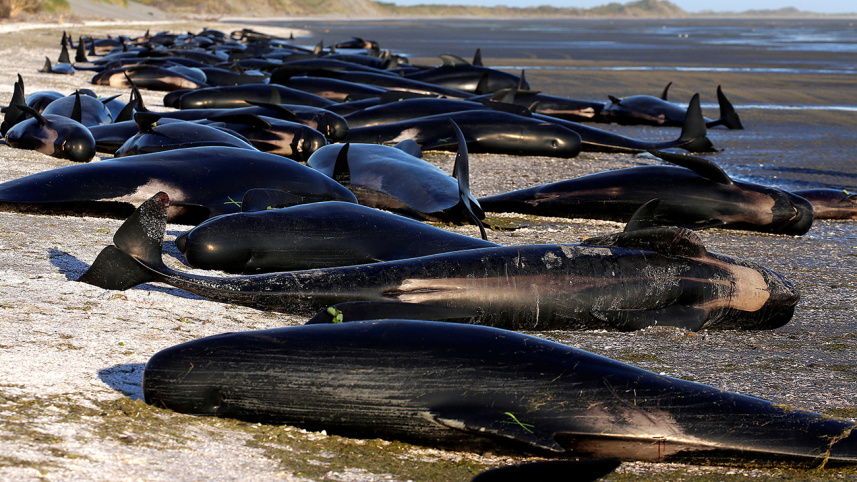 Whales-2-web.jpg