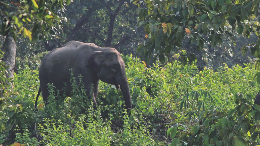 wildlife8_0.jpg