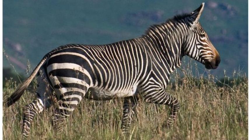 wildlife 1.jpg