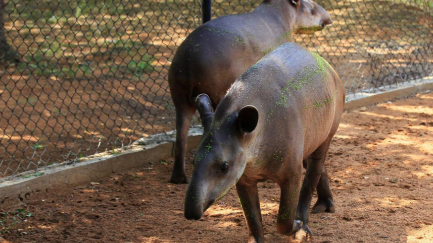 zoo2_0.jpg