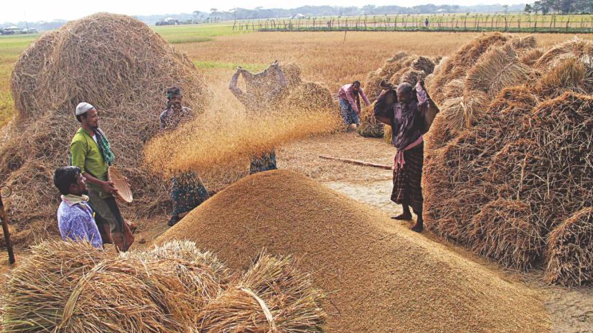 rice-farmers.jpg