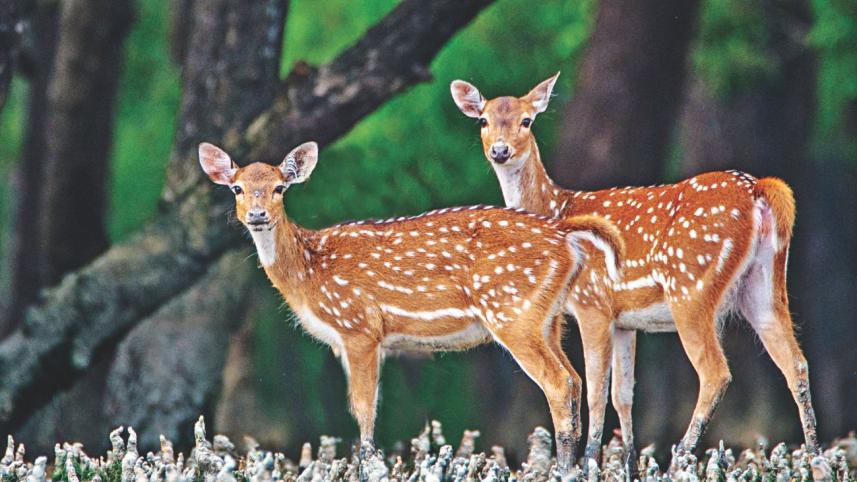 Sundarbans