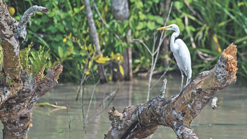 Sundarbans