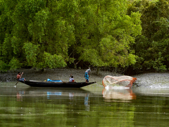 ED2__Sundarban_mangrove_forest.jpg
