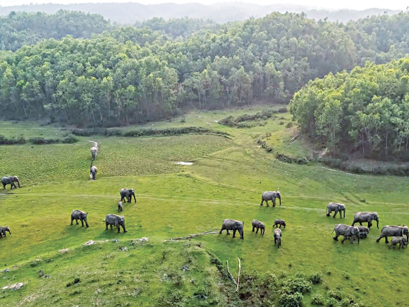 elephant_2.jpg