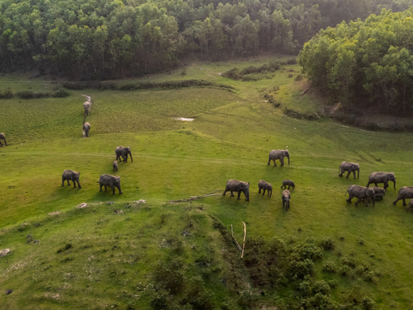 elephants of mymensingh.jpg