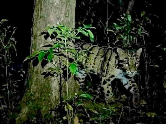fishing cat.jpg