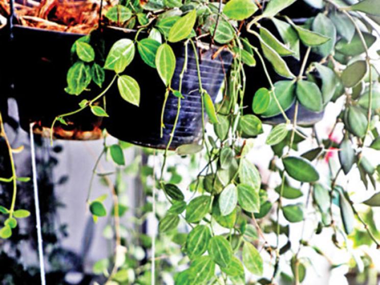 rooftop garden plan