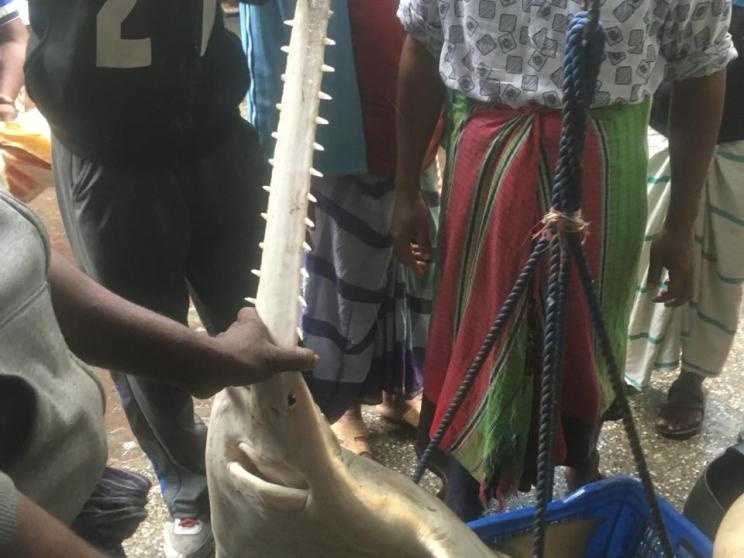 sawfish