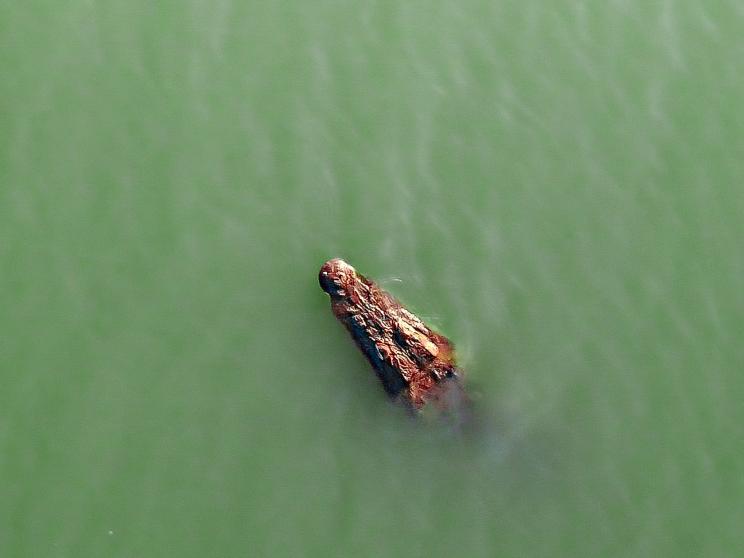 wildlife-crocodile_621d.jpg