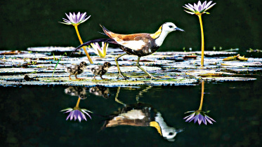 Nature.jpg