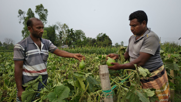 Lalmonirhat vegt seed fields-01.jpg