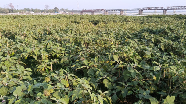 c227Kurigram_tia_begun2_04032026_557d_Dil.jpg