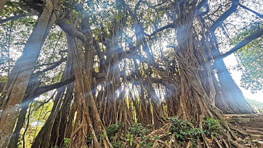 my_D_tree1.jpg