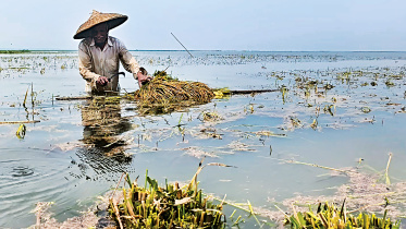 A-farmer-harvestin.jpg