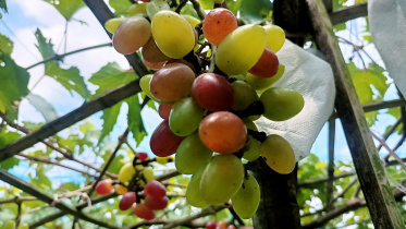 kurigram 3.jpg