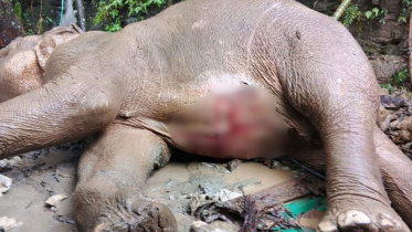 A-female-elephant.jpg