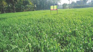 agricultural-productivity-project.jpg