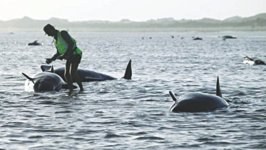 beached-whales.jpg