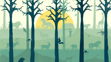 forest0.jpg