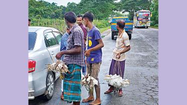 Illegal-sale-of-birds.jpg
