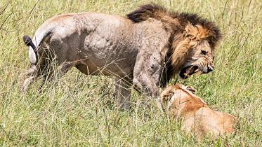 Lion.jpg