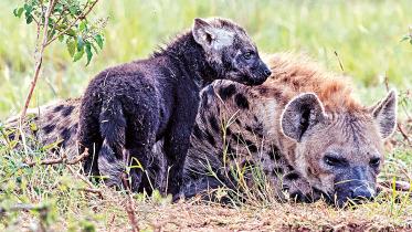 Maasai-Mara.jpg