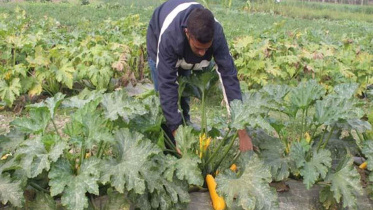 squash-field.jpg