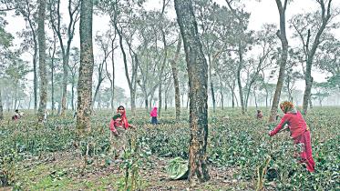 tea-plants.jpg