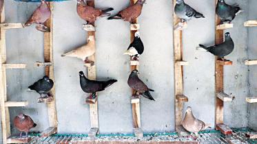 pigeon-as-profession.jpg