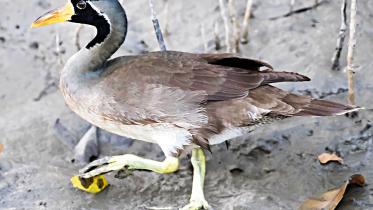 Masked-Finfoot.jpg