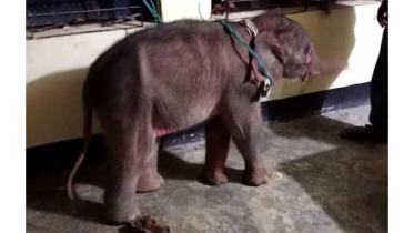 elephant-final.jpg