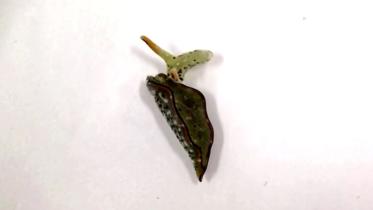 slug.JPG
