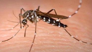 mosquito_web.jpg