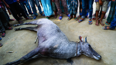 Nilgai.jpg