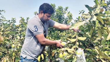 orchard-1.jpg