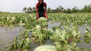 Galachipa-watermelon-growers-lose.jpg
