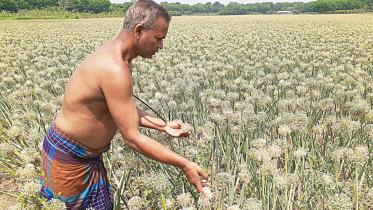 Onion-seeds.jpg