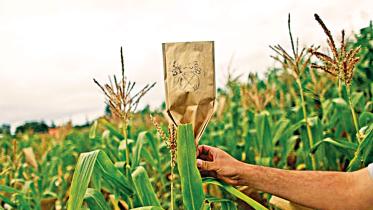Wheat-Improvement-Center.jpg