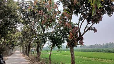 Abdur-Razzak-tree-lover-1.jpg
