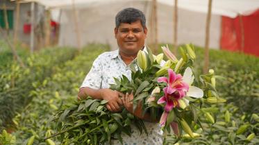 Lily-cultivation.jpg