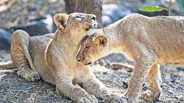lion-web.jpg