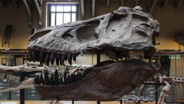 Sauropods.jpg