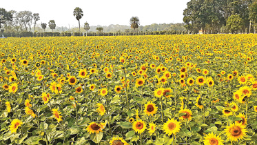 sunflower.jpg