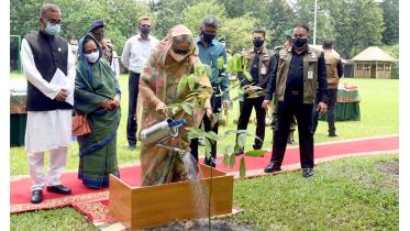Hasina-plantation.jpg