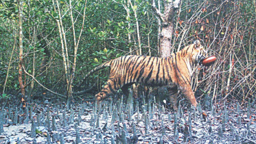 alarm_bells_bengal_tiger.jpg